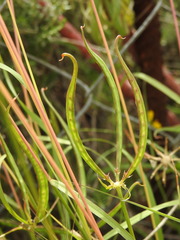 Securigera securidaca