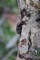 Exidia
