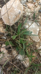 Plantago lagopus