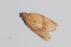 Clepsis consimilana