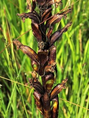 Satyrium longicauda