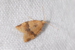 Clepsis consimilana