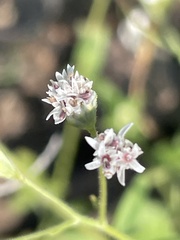 Florestina tripteris