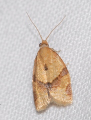 Clepsis consimilana