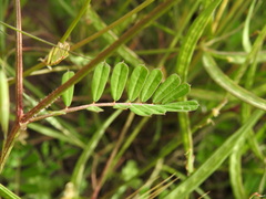 Securigera securidaca