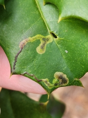 Phytomyza ilicicola