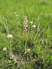 Satyrium longicauda