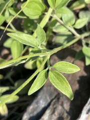 Florestina tripteris