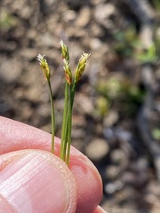 Trichophorum planifolium