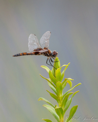 Macrodiplax balteata