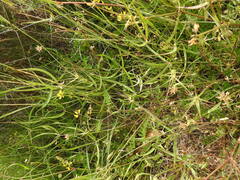 Securigera securidaca