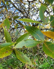 Carya floridana