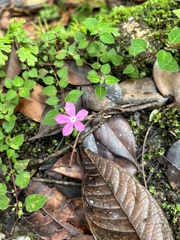 Arthrostemma ciliatum