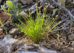 Trichophorum planifolium