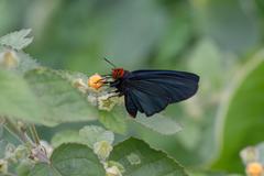Pyrrhochalcia iphis
