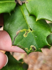 Phytomyza ilicicola