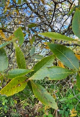 Carya floridana
