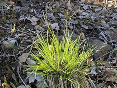 Carex communis