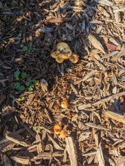Agrocybe pediades