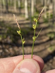 Carex communis