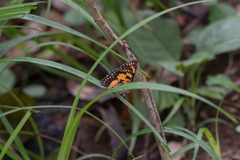 Byblia anvatara