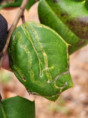Phytomyza opacae