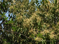 Triplaris americana