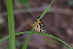 Byblia anvatara