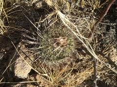 Echinofossulocactus heteracanthus