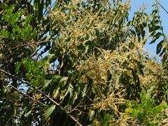 Triplaris americana