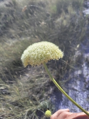 Hermas villosa
