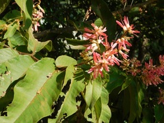 Triplaris americana