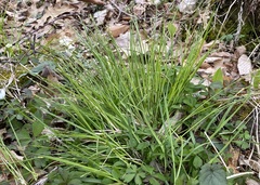 Carex leptalea