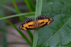 Byblia anvatara