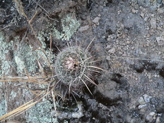 Echinofossulocactus heteracanthus