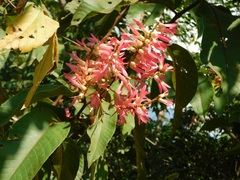 Triplaris americana