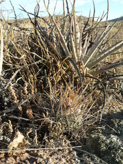 Echinofossulocactus heteracanthus