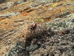 Echinofossulocactus heteracanthus