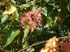 Triplaris americana