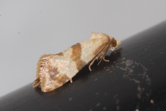 Phalonidia contractana