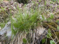 Carex leptalea