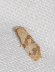 Phalonidia contractana