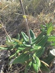 Hermas villosa
