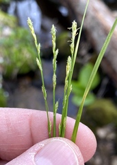Carex leptalea