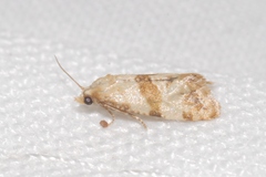 Phalonidia contractana