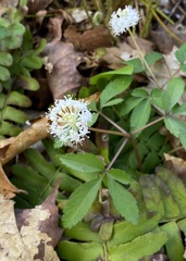 Panax trifolius