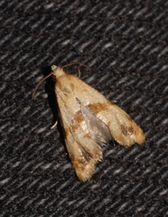 Phalonidia contractana