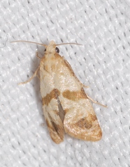 Phalonidia contractana