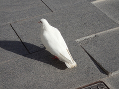 Columba livia domestica