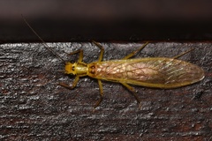 Anacroneuria
